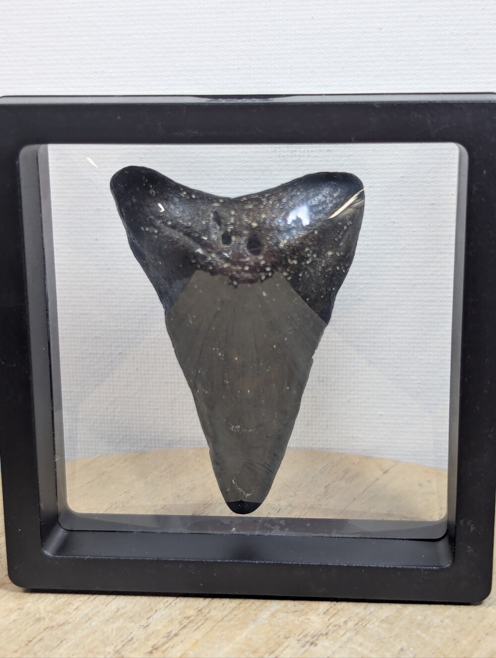 Megalodon Shark Tooth 2.85 Inches Comes With Frame And Removable Wire Wrap.
